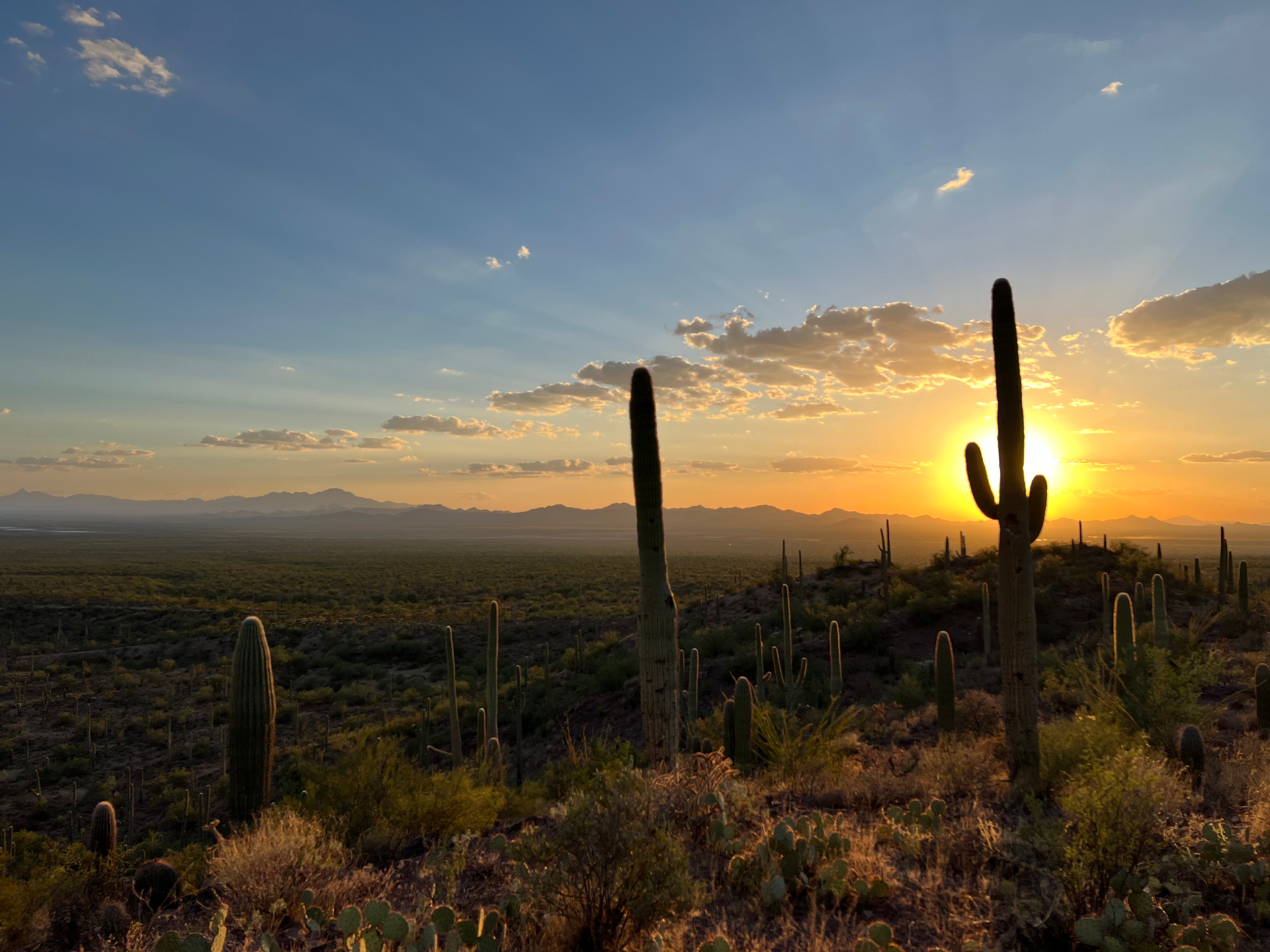 Sonoran desert sunset with saguaro cacti silhouetted against golden sky near Tucson, Arizona